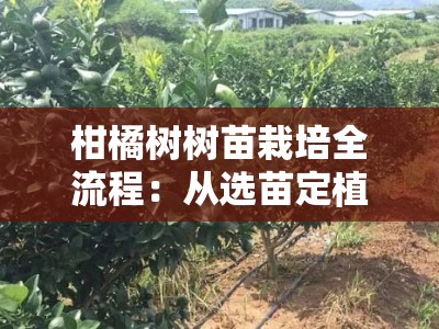 柑橘树树苗栽培全流程：从选苗定植到科学养护的实用指南