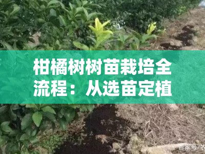 柑橘树树苗栽培全流程：从选苗定植到科学养护的实用指南
