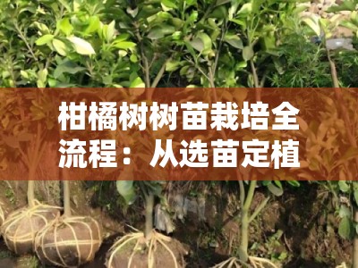 柑橘树树苗栽培全流程：从选苗定植到科学养护的实用指南