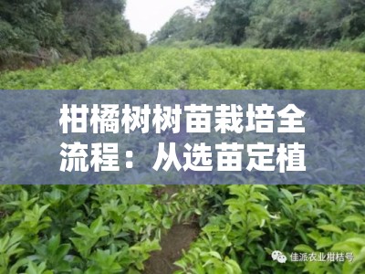 柑橘树树苗栽培全流程：从选苗定植到科学养护的实用指南