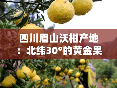 四川眉山沃柑产地：北纬30°的黄金果园，品味自然馈赠的甜蜜