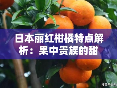 日本丽红柑橘特点解析：果中贵族的甜润多汁与独特栽培奥秘