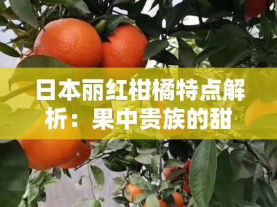 日本丽红柑橘特点解析：果中贵族的甜润多汁与独特栽培奥秘