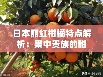 日本丽红柑橘特点解析：果中贵族的甜润多汁与独特栽培奥秘