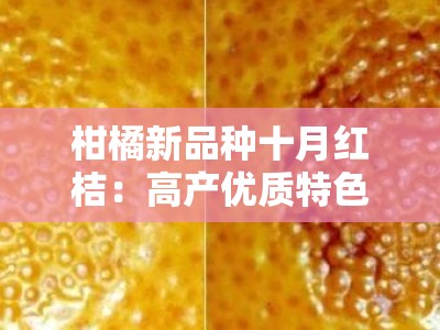 柑橘新品种十月红桔：高产优质特色果品助力产业升级