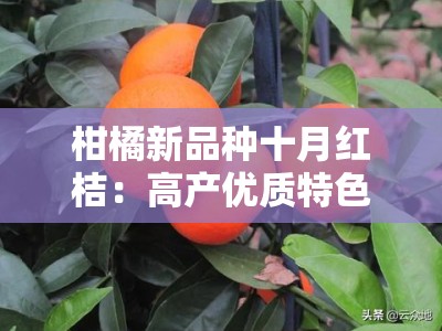 柑橘新品种十月红桔：高产优质特色果品助力产业升级