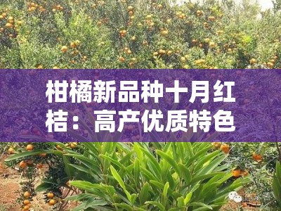 柑橘新品种十月红桔：高产优质特色果品助力产业升级