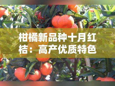 柑橘新品种十月红桔：高产优质特色果品助力产业升级