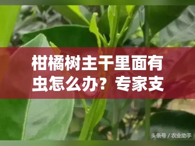 柑橘树主干里面有虫怎么办？专家支招教你科学防治虫害