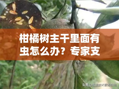 柑橘树主干里面有虫怎么办？专家支招教你科学防治虫害