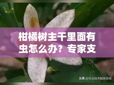柑橘树主干里面有虫怎么办？专家支招教你科学防治虫害