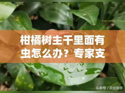 柑橘树主干里面有虫怎么办？专家支招教你科学防治虫害