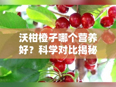 沃柑橙子哪个营养好？科学对比揭秘柑橘类水果营养大比拼