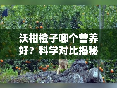 沃柑橙子哪个营养好？科学对比揭秘柑橘类水果营养大比拼