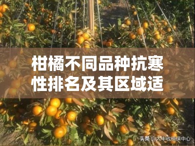 柑橘不同品种抗寒性排名及其区域适应性研究分析