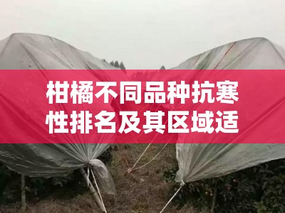 柑橘不同品种抗寒性排名及其区域适应性研究分析