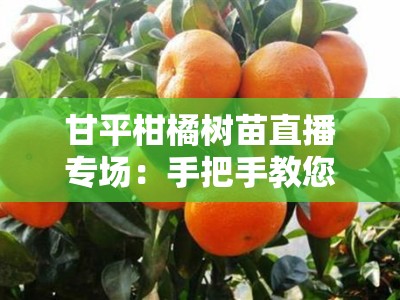 甘平柑橘树苗直播专场：手把手教您种出高产甜果，现苗包邮到家！