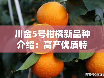 川金5号柑橘新品种介绍：高产优质特性与栽培技术解析