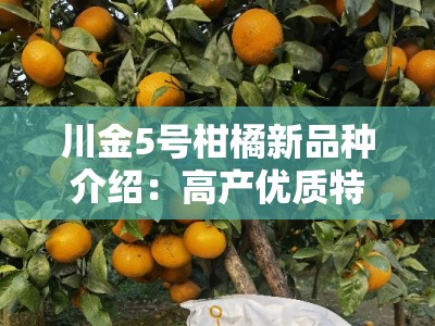 川金5号柑橘新品种介绍：高产优质特性与栽培技术解析