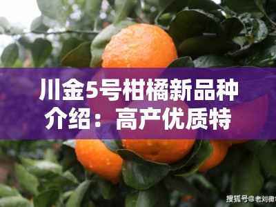 川金5号柑橘新品种介绍：高产优质特性与栽培技术解析