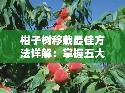 柑子树移栽最佳方法详解：掌握五大技巧确保存活率翻倍