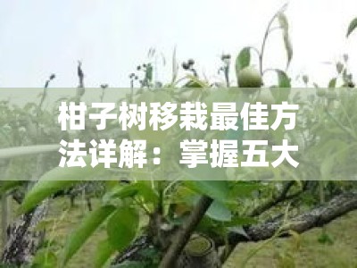 柑子树移栽最佳方法详解：掌握五大技巧确保存活率翻倍