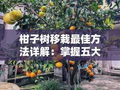 柑子树移栽最佳方法详解：掌握五大技巧确保存活率翻倍