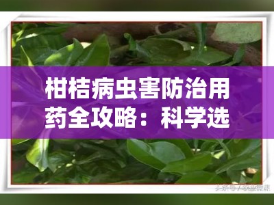 柑桔病虫害防治用药全攻略：科学选择与高效施用指南