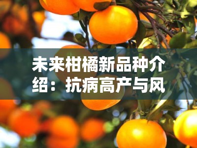 未来柑橘新品种介绍：抗病高产与风味升级的科技突破解析