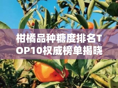 柑橘品种糖度排名TOP10权威榜单揭晓及选购指南