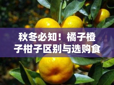 秋冬必知！橘子橙子柑子区别与选购食用指南全解析