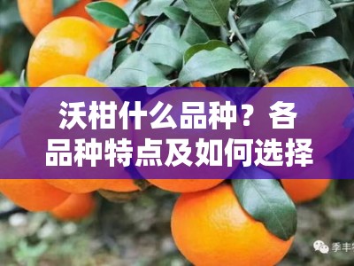 沃柑什么品种？各品种特点及如何选择最适合的种植品种