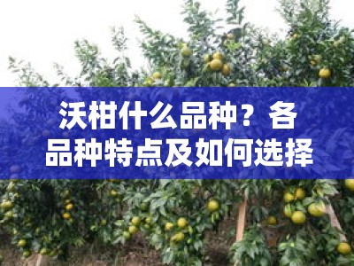沃柑什么品种？各品种特点及如何选择最适合的种植品种