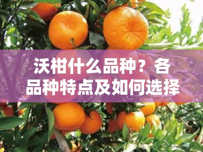 沃柑什么品种？各品种特点及如何选择最适合的种植品种