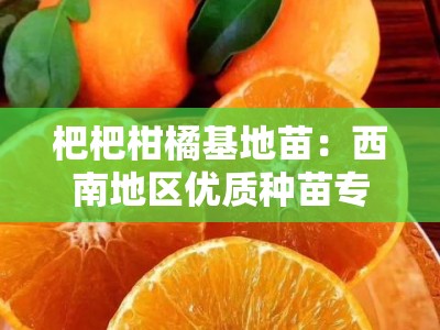 杷杷柑橘基地苗：西南地区优质种苗专业培育与高效种植示范基地