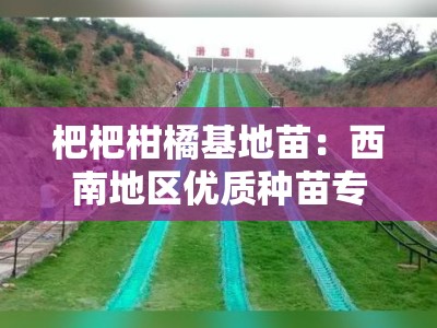 杷杷柑橘基地苗：西南地区优质种苗专业培育与高效种植示范基地
