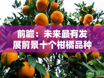 前瞻：未来最有发展前景十个柑橘品种的品种优势与市场趋势分析