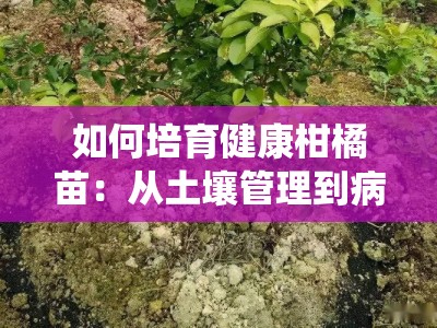 如何培育健康柑橘苗：从土壤管理到病虫害防治的8个关键步骤