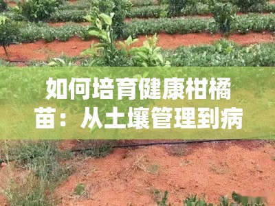 如何培育健康柑橘苗：从土壤管理到病虫害防治的8个关键步骤