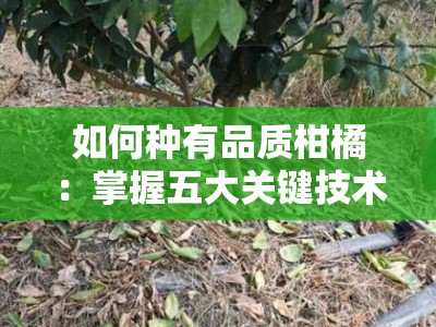 如何种有品质柑橘：掌握五大关键技术实现高产高质