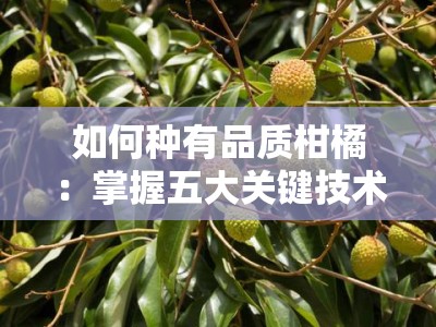 如何种有品质柑橘：掌握五大关键技术实现高产高质