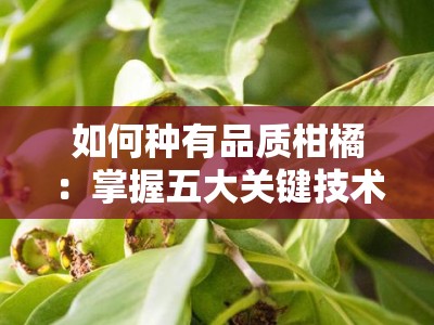 如何种有品质柑橘：掌握五大关键技术实现高产高质
