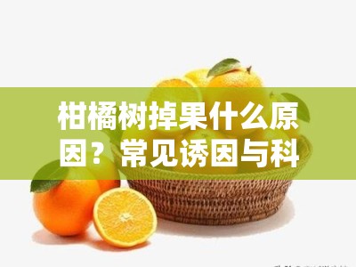 柑橘树掉果什么原因？常见诱因与科学防治方案解析