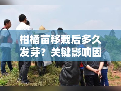 柑橘苗移栽后多久发芽？关键影响因素与生长周期解析