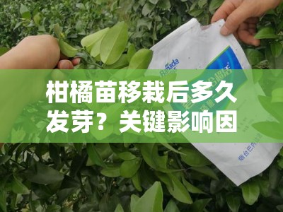 柑橘苗移栽后多久发芽？关键影响因素与生长周期解析