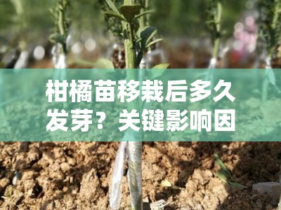 柑橘苗移栽后多久发芽？关键影响因素与生长周期解析