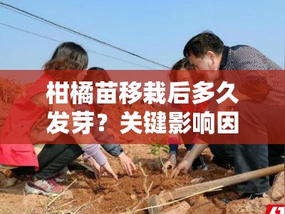 柑橘苗移栽后多久发芽？关键影响因素与生长周期解析
