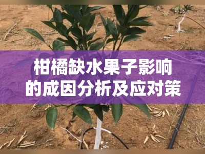 柑橘缺水果子影响的成因分析及应对策略研究