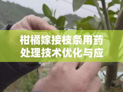 柑橘嫁接枝条用药处理技术优化与应用研究