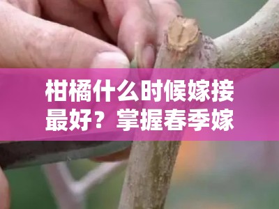 柑橘什么时候嫁接最好？掌握春季嫁接技术要点与最佳时机